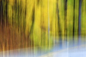 Colorful autumn leaves, tree trunks, Indian summer, smudge effect, blur, Massachusetts, New
