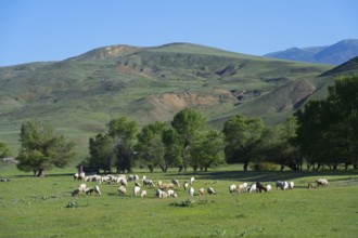 A flock of sheep grazing on a green field with hills in the background, landscape near Aspindza,