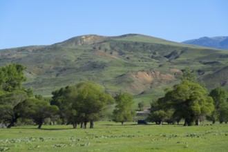 Green hills and trees on a quiet, sunny valley, landscape near Aspindza, Samtskhe-Javakheti region,