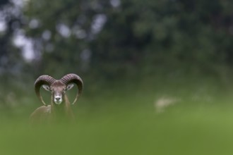 A young mouflon ram (Ovis gmelini) looks curiously over a hill, Germany
