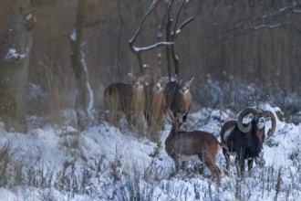The mouflon ram (Ovis gmelini) shows keen interest in a female, attentively observed by three