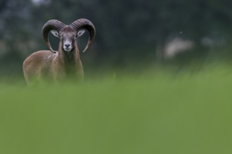 A young mouflon ram (Ovis gmelini) looks curiously over a hill, Germany