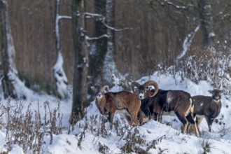 Mouflon rams (Ovis gmelini) and females search for food at the edge of the forest in winter, snow,