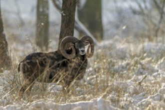 A European mouflon ram (Ovis gmelini) with impressive snails in a snow-covered beech forest,