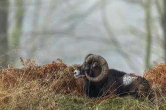 The mouflon ram (Ovis gmelini) has chosen an exposed spot on a hill in the forest to rest, so it