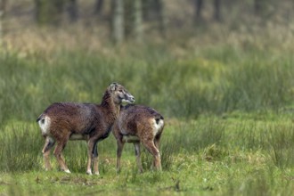 Two females of the European mouflon (Ovis gmelini), one of which is even a horned animal, an