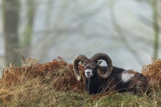 The mouflon ram (Ovis gmelini) has chosen an exposed spot on a hill in the forest to rest, so it