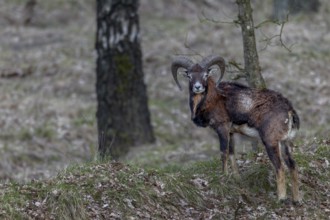 Young mouflon ram (Ovis gmelini) in April with visible metabolic problem, intestinal infection,