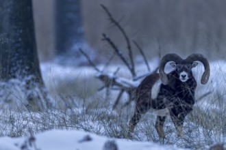 A mouflon ram (Ovis gmelini) in the late evening in the winter forest, winter, snow, Germany