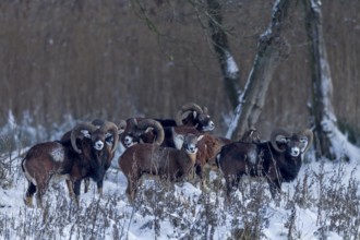 The pack of European mouflon (Ovis gmelini) has long since noticed me, but remains relaxed, winter,