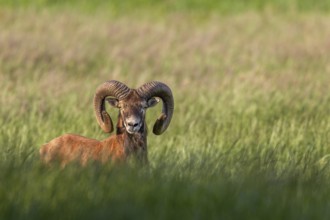 The snails of the adult mouflon ram (Ovis gmelini) are an impressive headdress, Germany