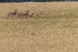 Female mouflon (Ovis gmelini) with her lambs in a barley field, offspring, rearing young, Germany