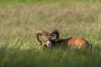 Mouflon ram (Ovis gmelini) in early summer, Germany