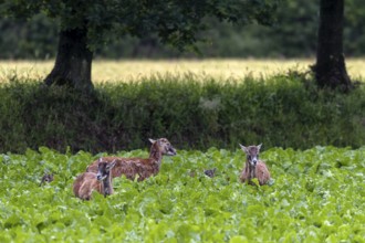 Ewes of the European mouflon (Ovis gmelini) in a beet field, the lambs are barely visible,