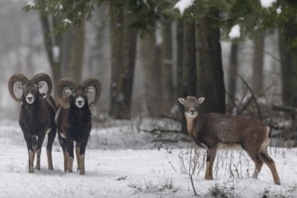 Unlike some deer species, the European mouflon (Ovis gmelini) does not live strictly separated by