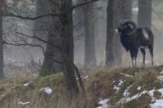 A few minutes ago, this mouflon ram (Ovis gmelini) was still a member of a small group, when it