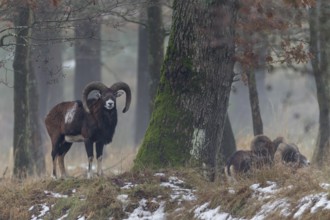 While a mouflon ram (Ovis gmelini) looks at me, the other members of the species retreat into the