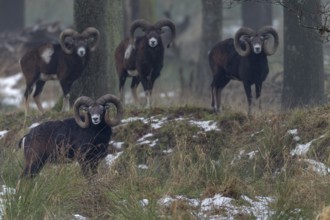 A group of European mouflon rams (Ovis gmelini) on a cloudy winter day, winter, Germany
