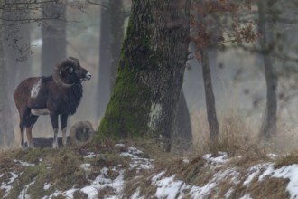 A European mouflon ram (Ovis gmelini) on a cloudy winter day, Winter, Germany