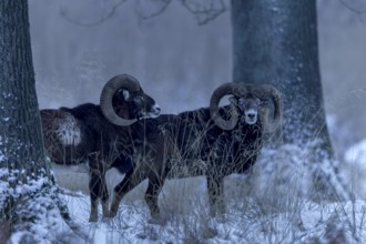 Mouflon ram (Ovis gmelini) in the late evening in the winter forest, winter, snow, Germany