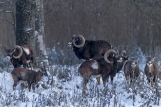 Attempts to sneak up on a herd of European mouflon (Ovis gmelini) almost always fail, as the