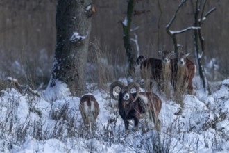 The mouflon ram (Ovis gmelini) continuously follows the female, although she shows no interest and