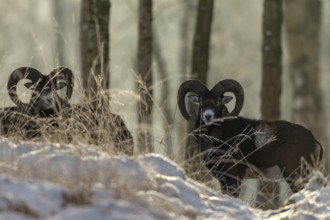 A group of mouflon rams (Ovis gmelini) in the winter forest, winter, snow, winter sun, Germany