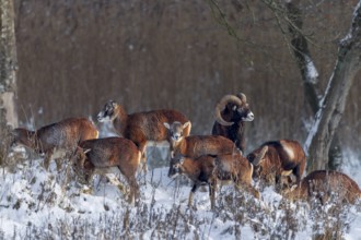 The last rays of the winter sun meet a pack of European mouflon (Ovis gmelini), winter, snow,