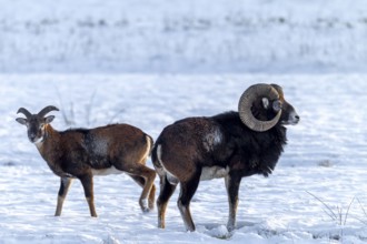 A mouflon ram (Ovis gmelini) and its young companion search for food on a snow-covered forest
