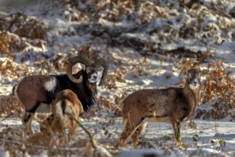 A mouflon ram (Ovis gmelini) with two females in the evening light in a snow-covered oak forest,