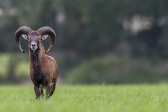 The mouflon ram (Ovis gmelini) has been watching me for almost 10 minutes and it clearly shows that