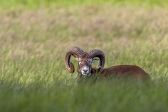 Mouflon ram (Ovis gmelini) in early summer on a forest meadow, Germany