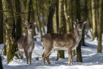 Fallow deer (Dama dama) in the winter forest, winter, snow, Germany