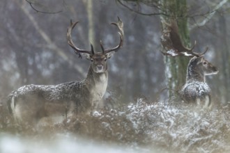Slowly snowflakes cover the fur of the fallow deer (Dama dama), winter, snow, snowfall, Germany
