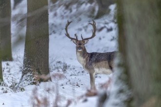 Fallow deer (Dama dama) in a wintery oak forest, winter, snow, Germany