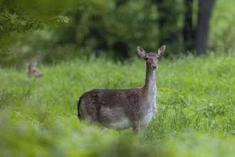The dama (Dama dama) gets a visit, in the background a roe deer (Capreolus capreolus) comes out of
