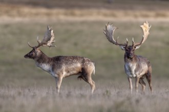 The fallow deer (Dama dama) seem to lose interest in each other, rut, deer rut, mating season,