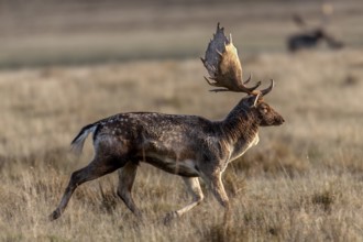In the late morning, a fallow deer (Dama dama) leaves the rutting ground, rut, rutting season,