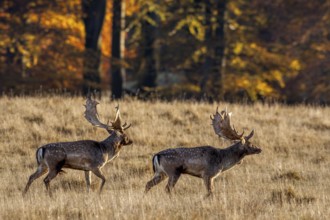 Two fallow deer (Dama dama) against the autumnal backdrop of a copper beech forest, rut, deer rut,