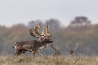 Two fallow deer (Dama dama) walk parallel across the rutting ground, a ritual in front of the