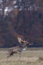 Slight respiratory mist forms in front of the hind's ear of the roaring fallow deer (Dama dama),