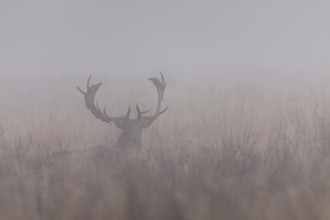 Fallow deer (Dama dama) in the morning mist, rut, deer rut, mating season, Denmark