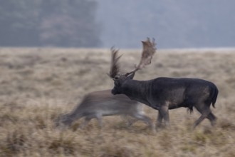 A fallow deer (Dama dama) has approached a black fallow deer and is received with interest, rut,