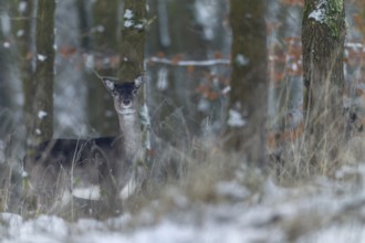 The dama (Dama dama) looks attentively out of the snow-covered oak forest, winter, snow, Germany