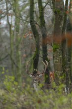 Fallow deer (Dama dama) on a rainy autumn day, Germany