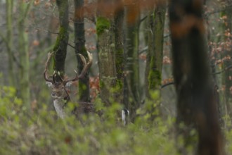 Fallow deer (Dama dama) on a rainy autumn day, Germany