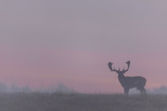 A fallow deer (Dama dama) against the red morning sky heralds a beautiful day, but a few minutes