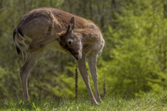 On this day I could not have guessed that I would encounter the fallow deer calf (Dama dama) again