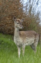 We can only hope that the familiar behaviour of the fallow deer calf (Dama dama) has no negative