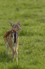 The first encounter with the fallow deer calf (Dama dama) took place on 09.09.2011, after this